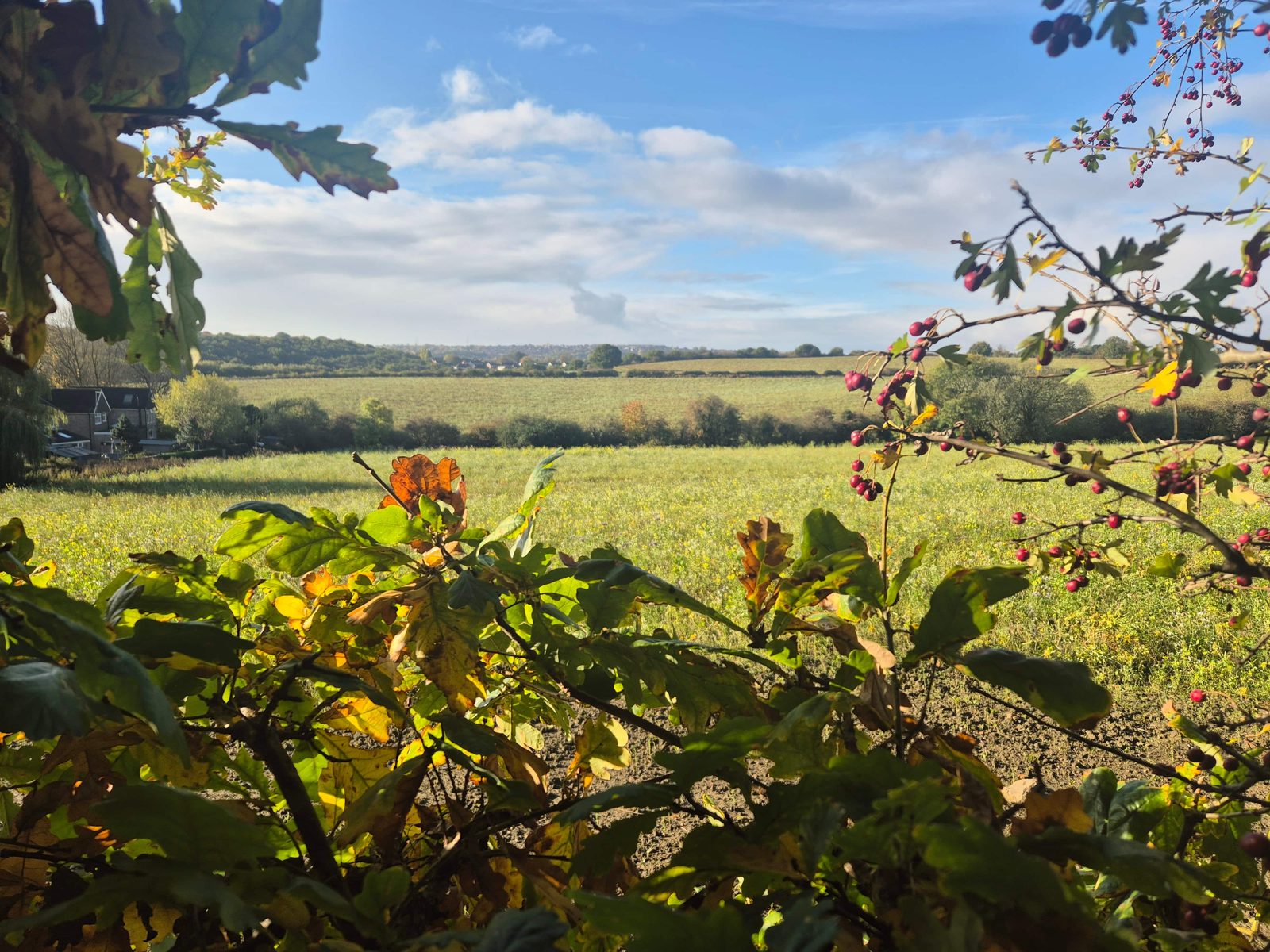 Bramley Common, looking south from Grange Lane: open fields with hedgerows and autumn hawthorn berries in the foreground.